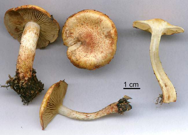 Cortinarius bolaris